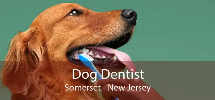 Dog Dentist Somerset - New Jersey