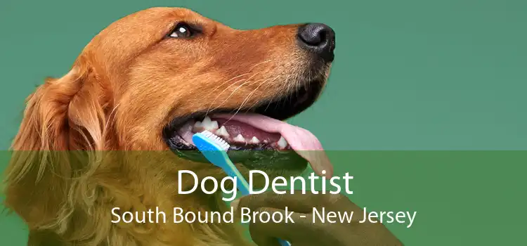 Dog Dentist South Bound Brook - New Jersey