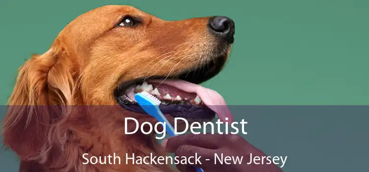 Dog Dentist South Hackensack - New Jersey