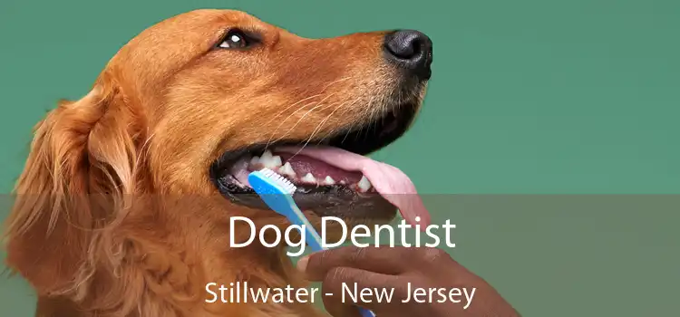 Dog Dentist Stillwater - New Jersey