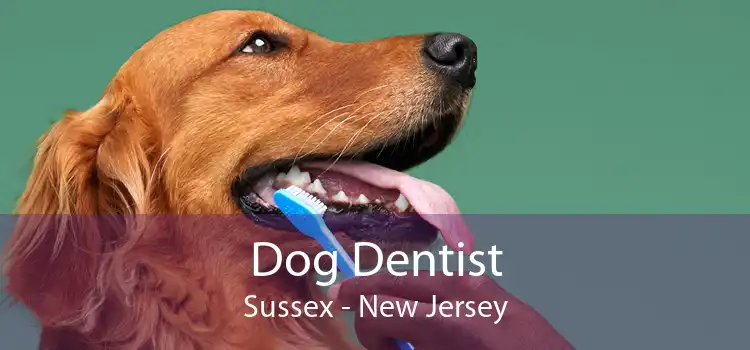 Dog Dentist Sussex - New Jersey