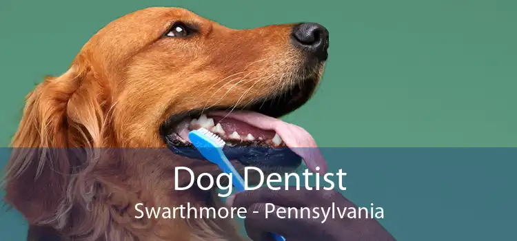 Dog Dentist Swarthmore - Pennsylvania