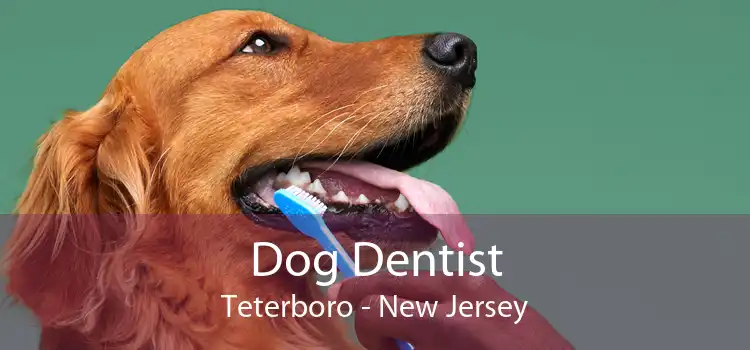 Dog Dentist Teterboro - New Jersey