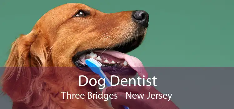 Dog Dentist Three Bridges - New Jersey