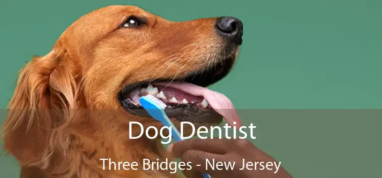 Dog Dentist Three Bridges - New Jersey