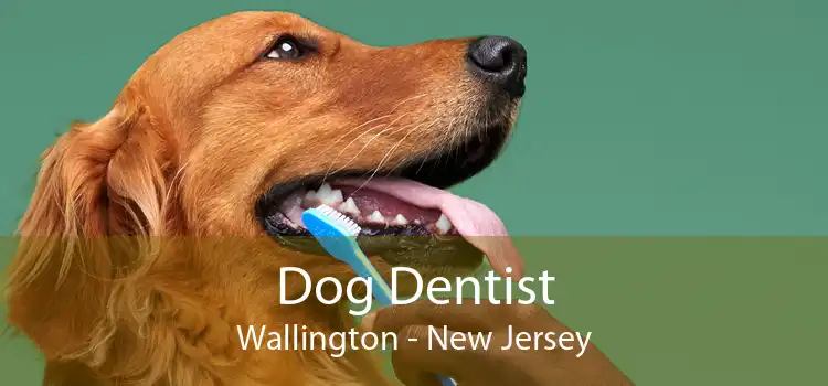 Dog Dentist Wallington - New Jersey