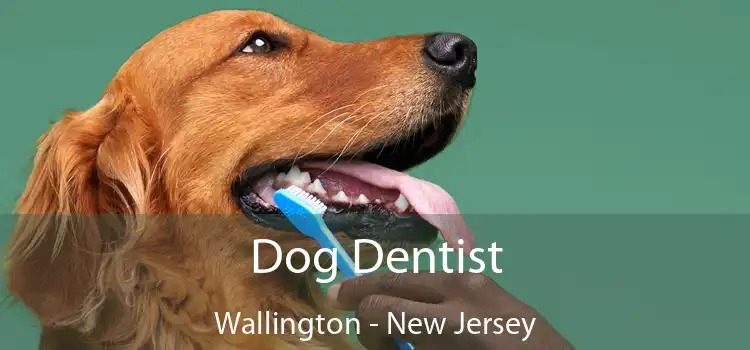 Dog Dentist Wallington - New Jersey