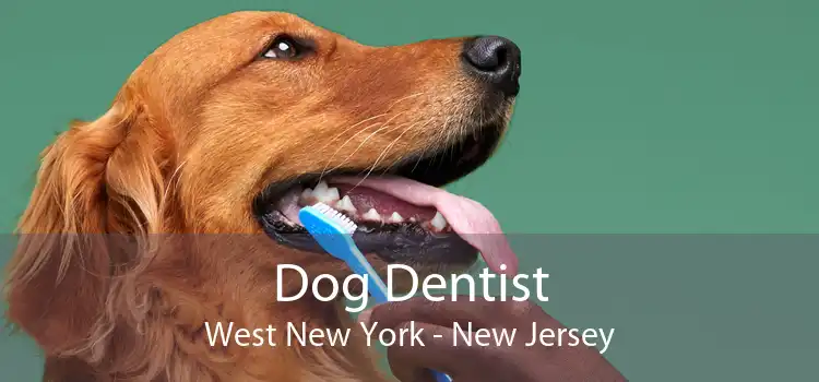 Dog Dentist West New York - New Jersey