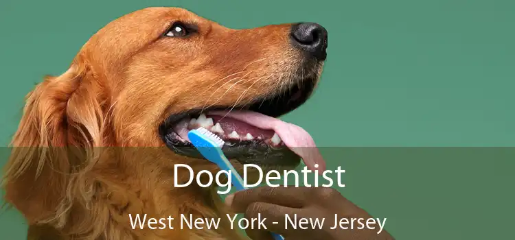 Dog Dentist West New York - New Jersey