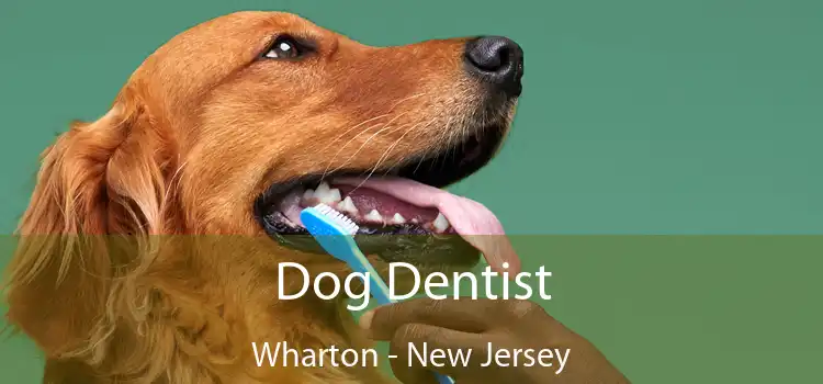 Dog Dentist Wharton - New Jersey