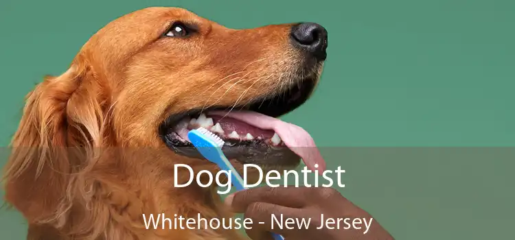 Dog Dentist Whitehouse - New Jersey