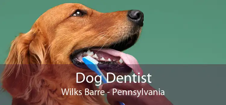 Dog Dentist Wilks Barre - Pennsylvania
