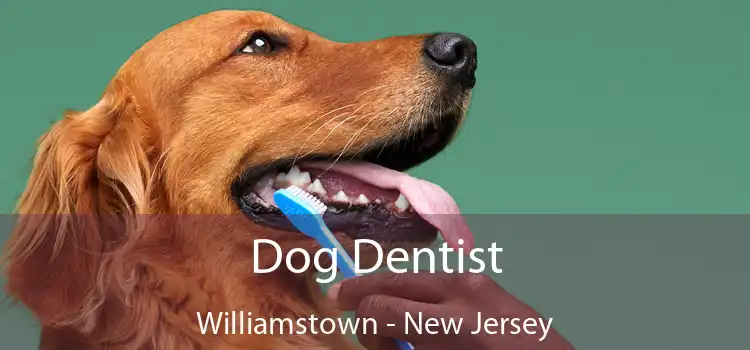 Dog Dentist Williamstown - New Jersey