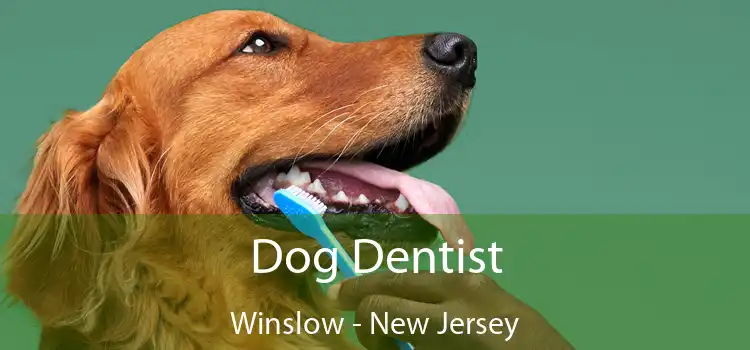 Dog Dentist Winslow - New Jersey