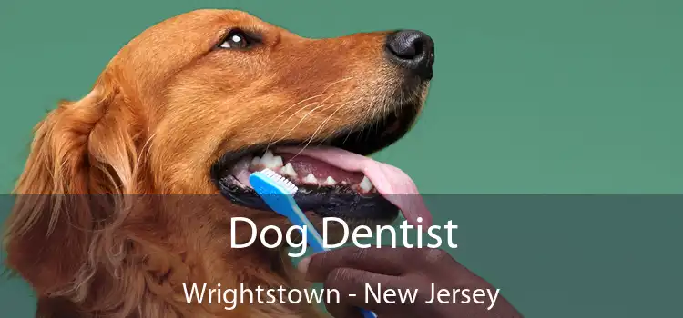 Dog Dentist Wrightstown - New Jersey