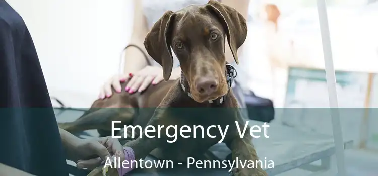 Emergency Vet Allentown - Pennsylvania