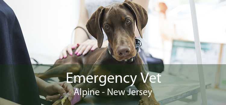 Emergency Vet Alpine - New Jersey