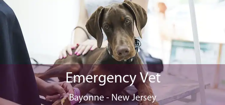 Emergency Vet Bayonne - New Jersey