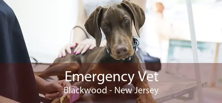 Emergency Vet Blackwood - New Jersey