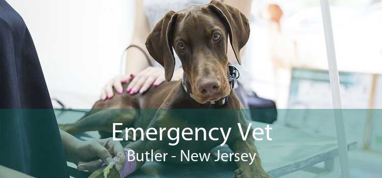 Emergency Vet Butler - New Jersey