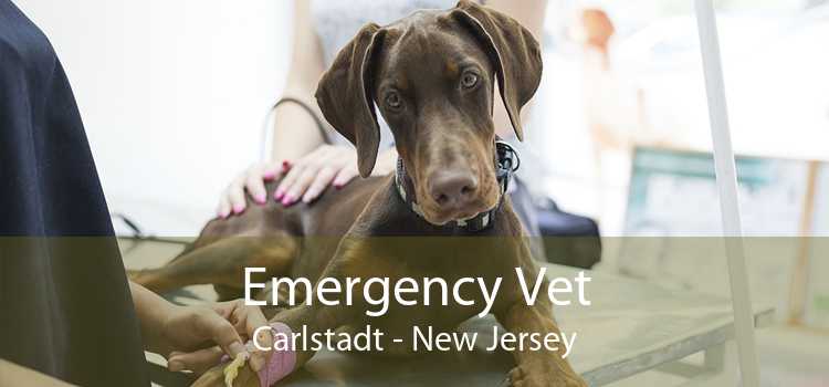 Emergency Vet Carlstadt - New Jersey