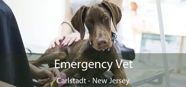 Emergency Vet Carlstadt - New Jersey