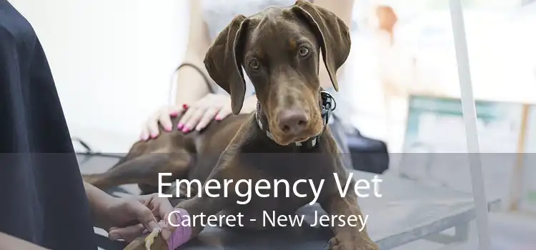 Emergency Vet Carteret - New Jersey