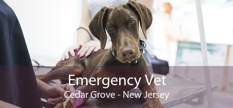 Emergency Vet Cedar Grove - New Jersey
