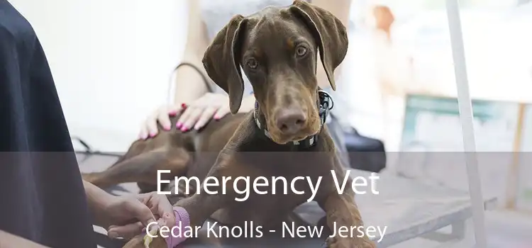 Emergency Vet Cedar Knolls - New Jersey