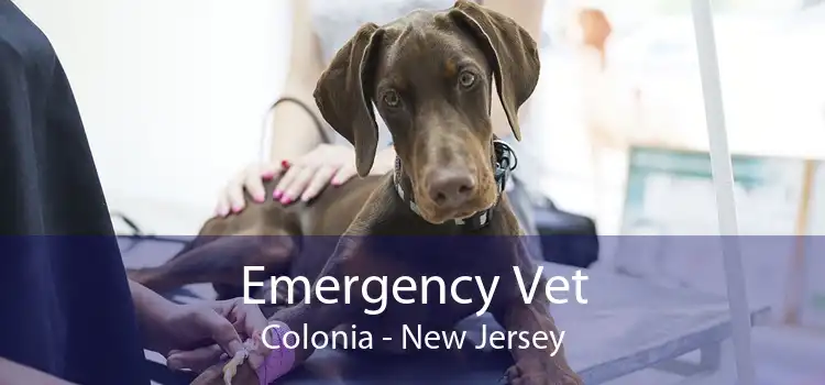 Emergency Vet Colonia - New Jersey