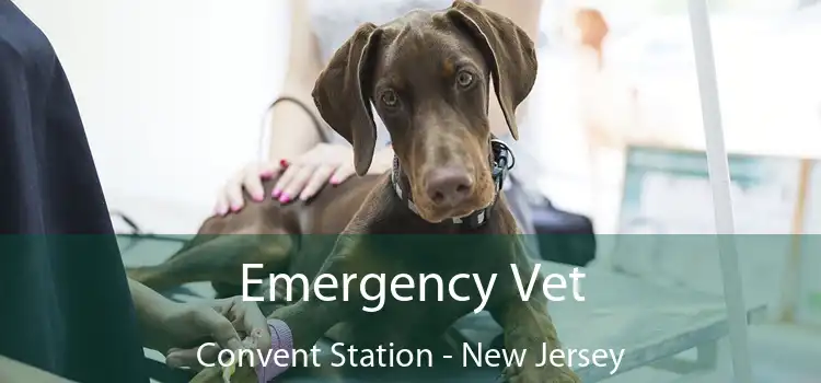 Emergency Vet Convent Station - New Jersey