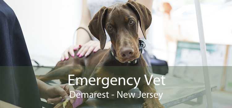 Emergency Vet Demarest - New Jersey
