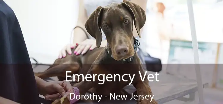 Emergency Vet Dorothy - New Jersey