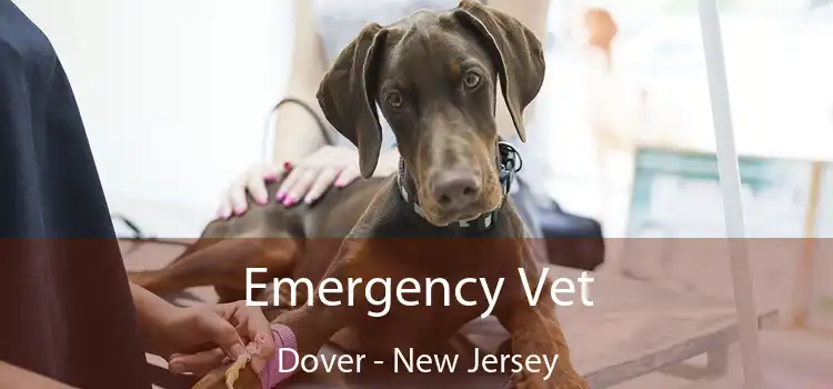 Emergency Vet Dover - New Jersey