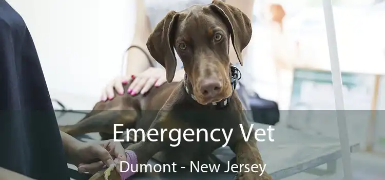 Emergency Vet Dumont - New Jersey