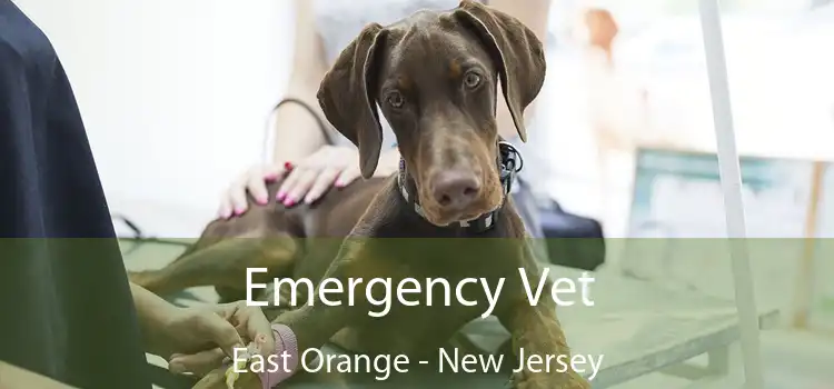 Emergency Vet East Orange - New Jersey