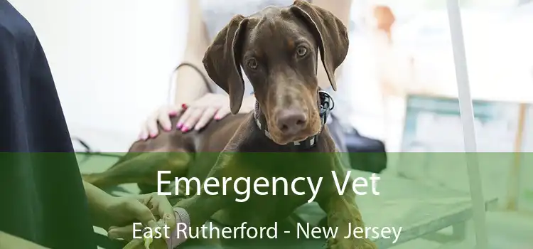 Emergency Vet East Rutherford - New Jersey