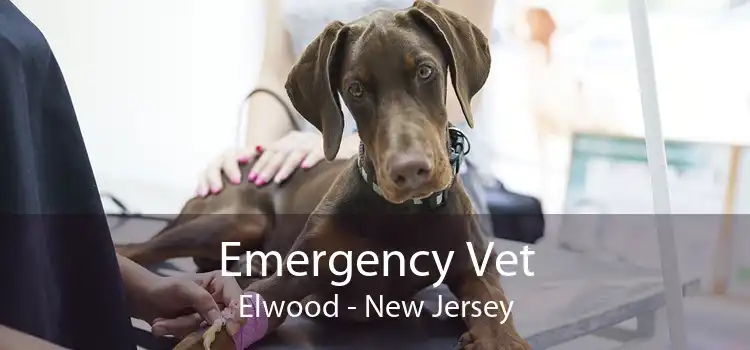 Emergency Vet Elwood - New Jersey