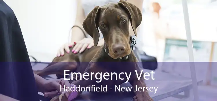 Emergency Vet Haddonfield - New Jersey