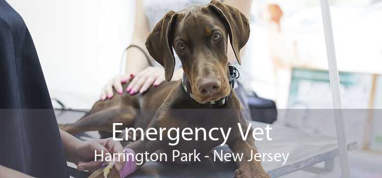 Emergency Vet Harrington Park - New Jersey
