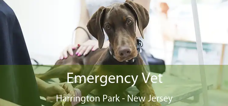 Emergency Vet Harrington Park - New Jersey