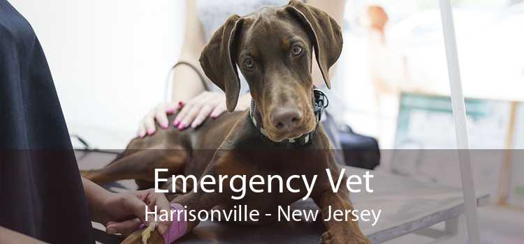Emergency Vet Harrisonville - New Jersey