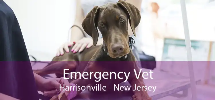 Emergency Vet Harrisonville - New Jersey