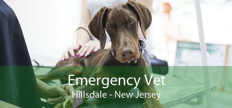 Emergency Vet Hillsdale - New Jersey