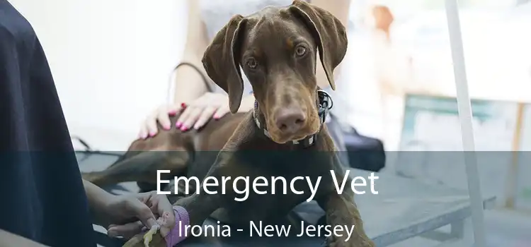 Emergency Vet Ironia - New Jersey