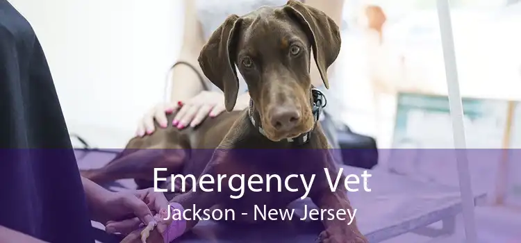 Emergency Vet Jackson - New Jersey