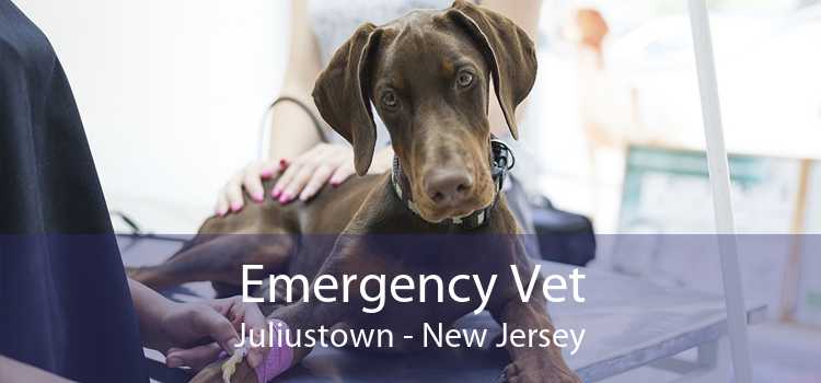 Emergency Vet Juliustown - New Jersey