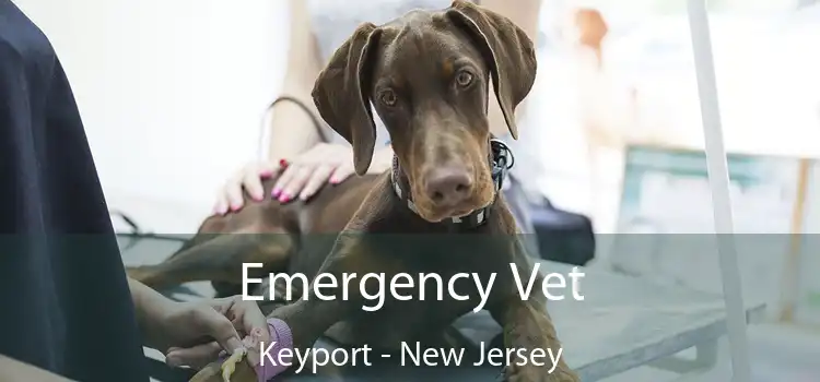 Emergency Vet Keyport - New Jersey