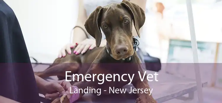 Emergency Vet Landing - New Jersey