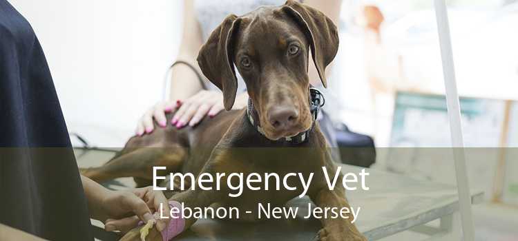 Emergency Vet Lebanon - New Jersey